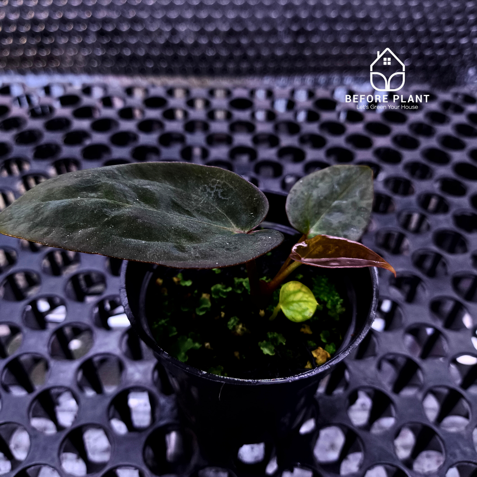 Anthurium Dark Handsome X Black Muscle