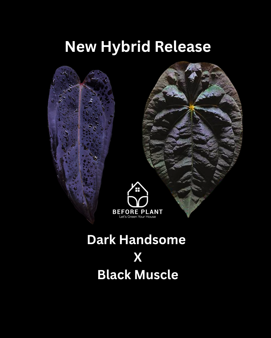 Anthurium Dark Handsome X Black Muscle