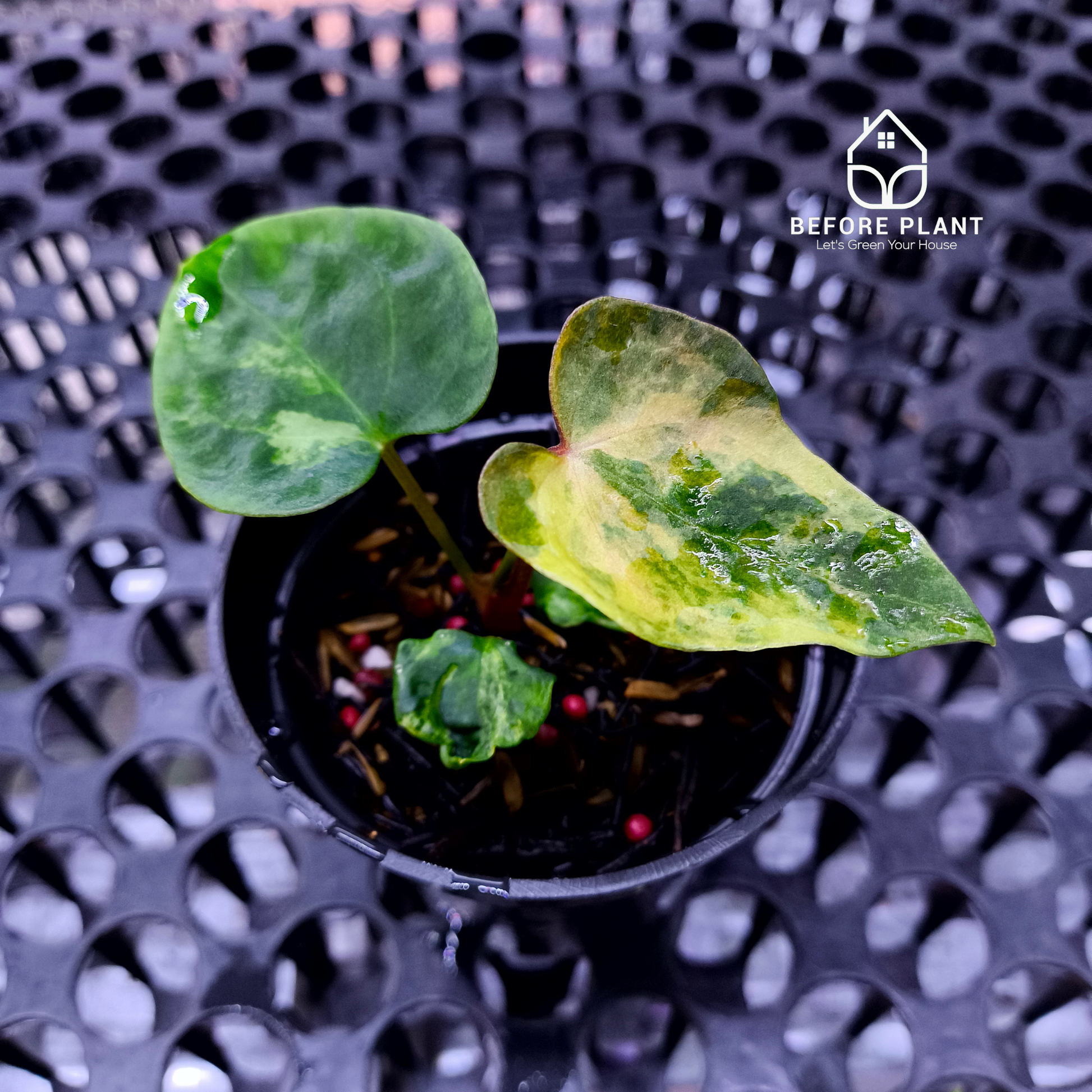 Anthurium Papi Variegated x Gunayala