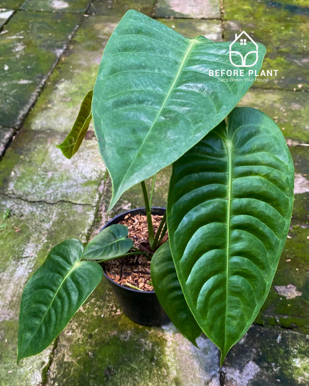 anthurium green king Anthurium Veitchii King – Beforeplant