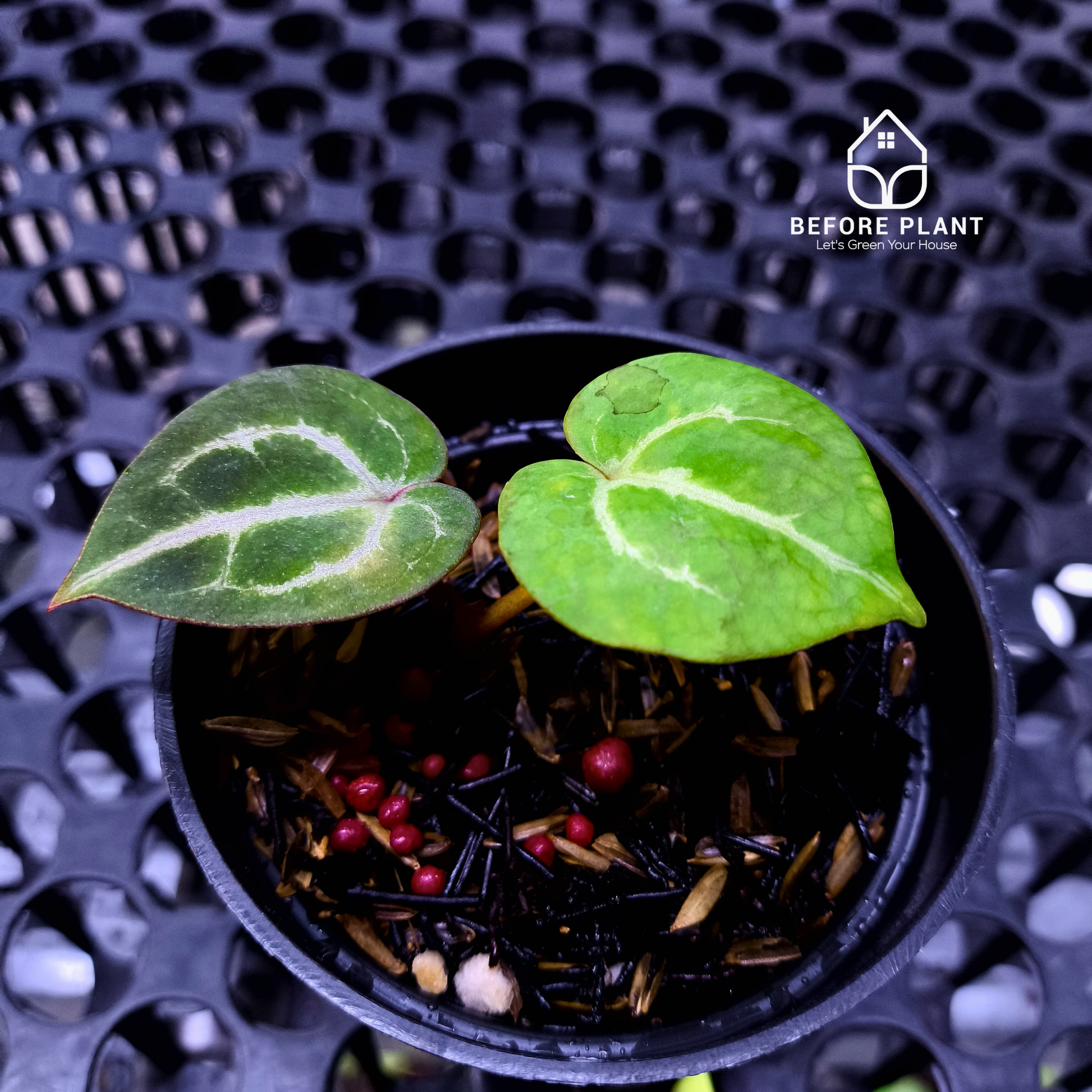 Anthurium Michelle X ( Silver Blush x (King of spades x Red Crystal) )