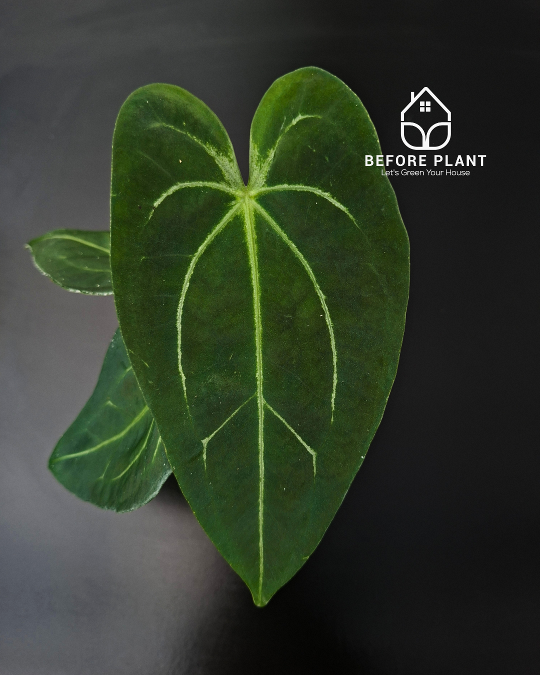 anthurium fort sherman Anthurium Fort Sherman x Red Crystal – Beforeplant