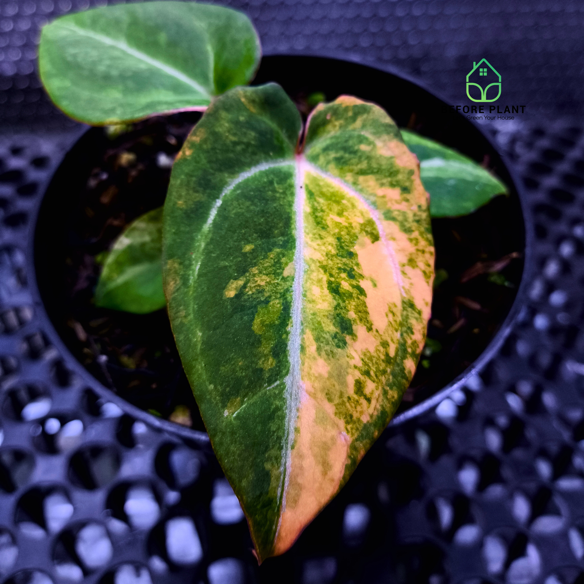 d*様 Anthurium Michelle x self　選抜個体 Anthurium Michelle Variegated x Self (Michelle Variegated