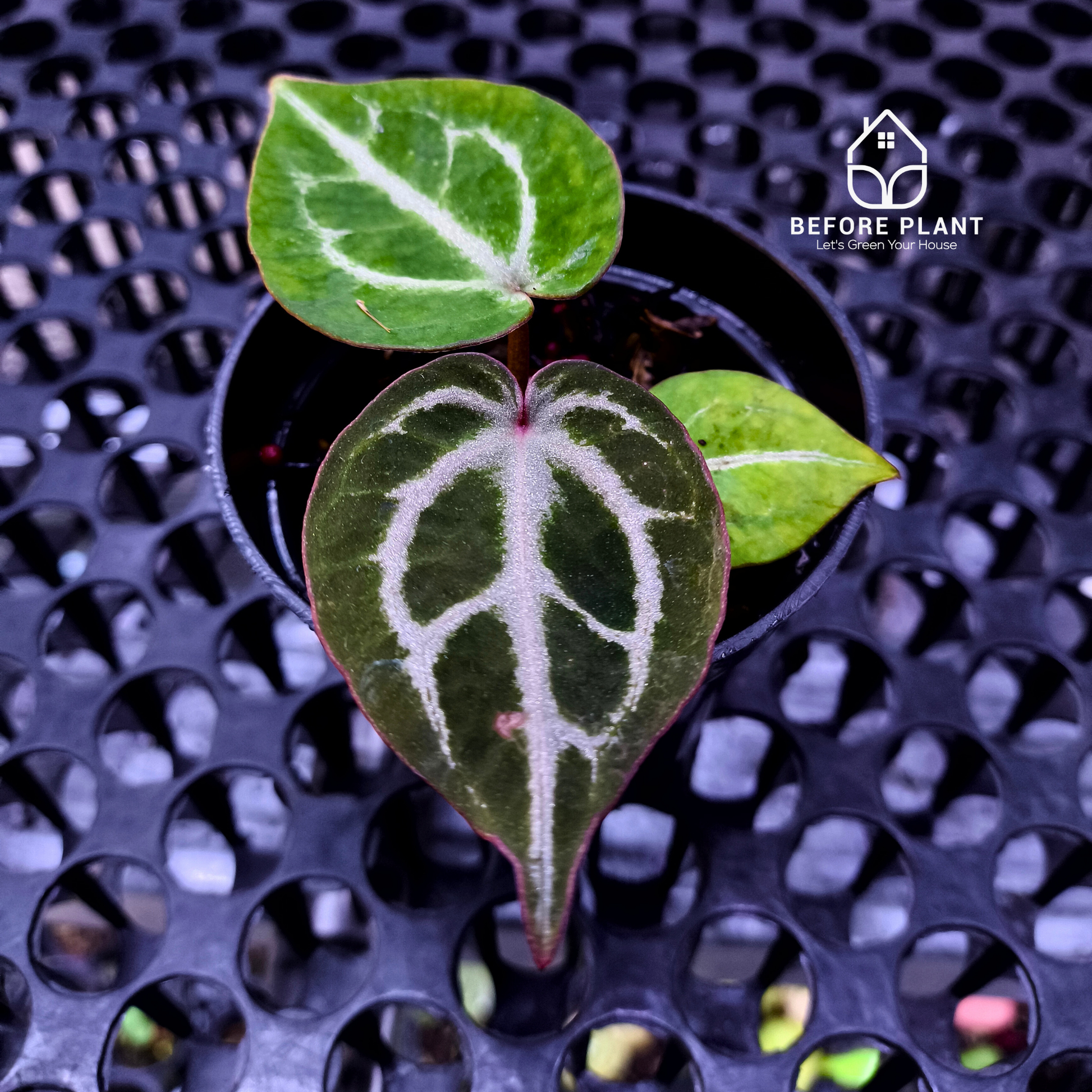 Anthurium Michelle X ( Silver Blush x (King of spades x Red Crystal) )