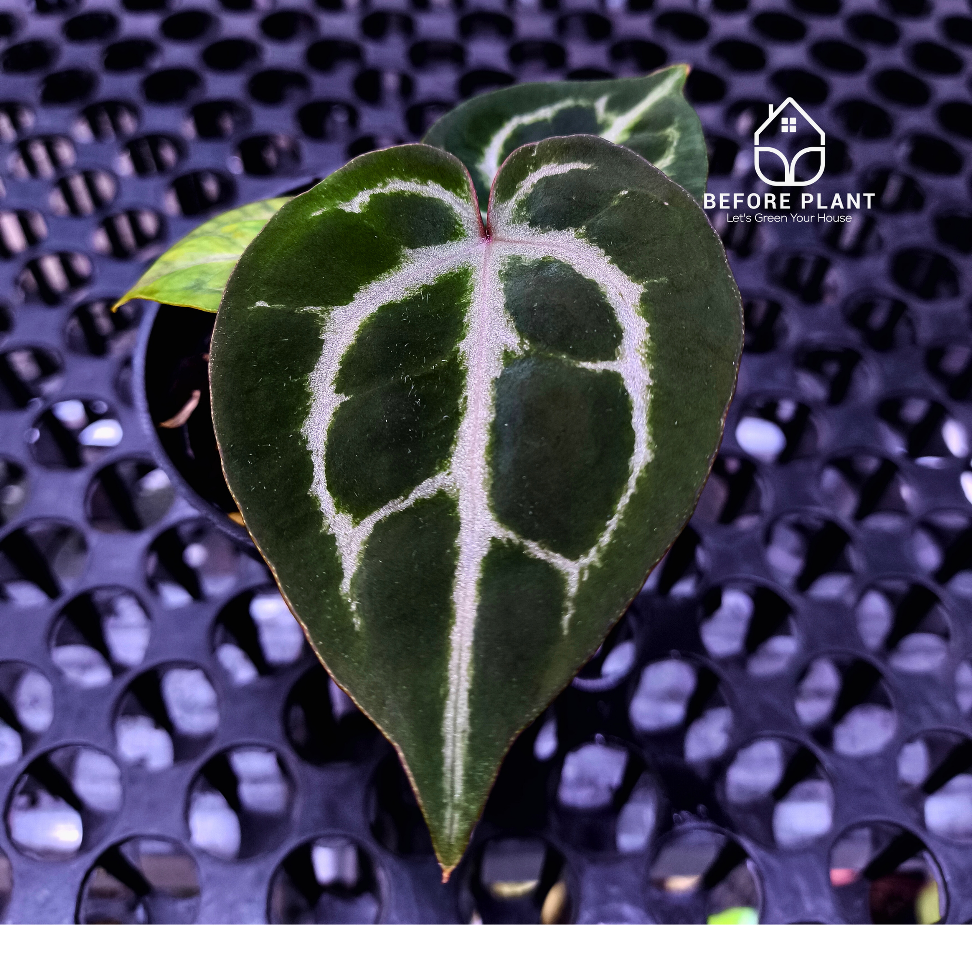 Anthurium Michelle X ( Silver Blush x (King of spades x Red Crystal) )