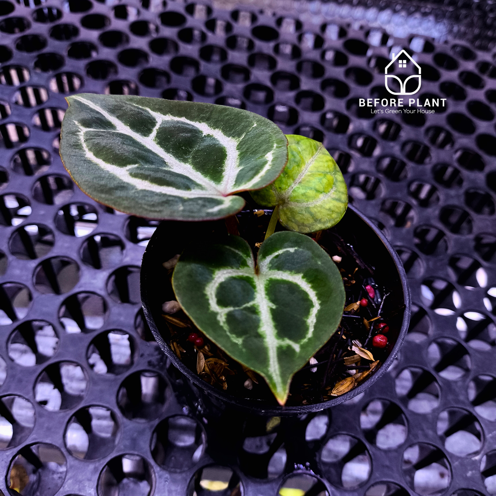 Anthurium Michelle X ( Silver Blush x (King of spades x Red Crystal) )