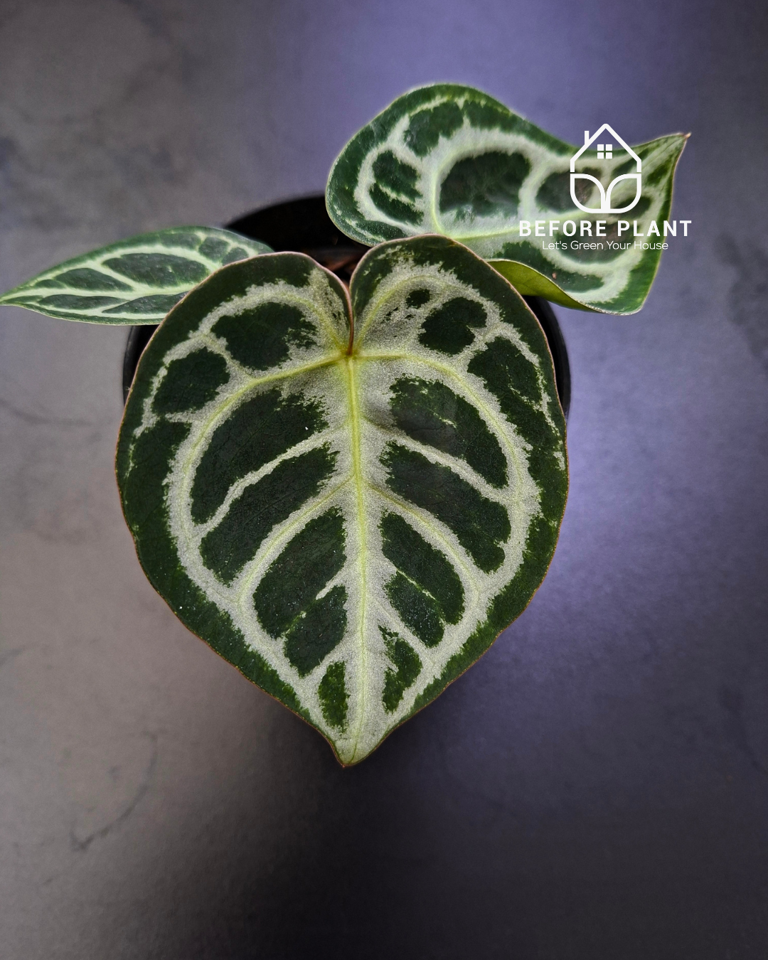 Anthurium Dorayaki x Red Tiger – Beforeplant