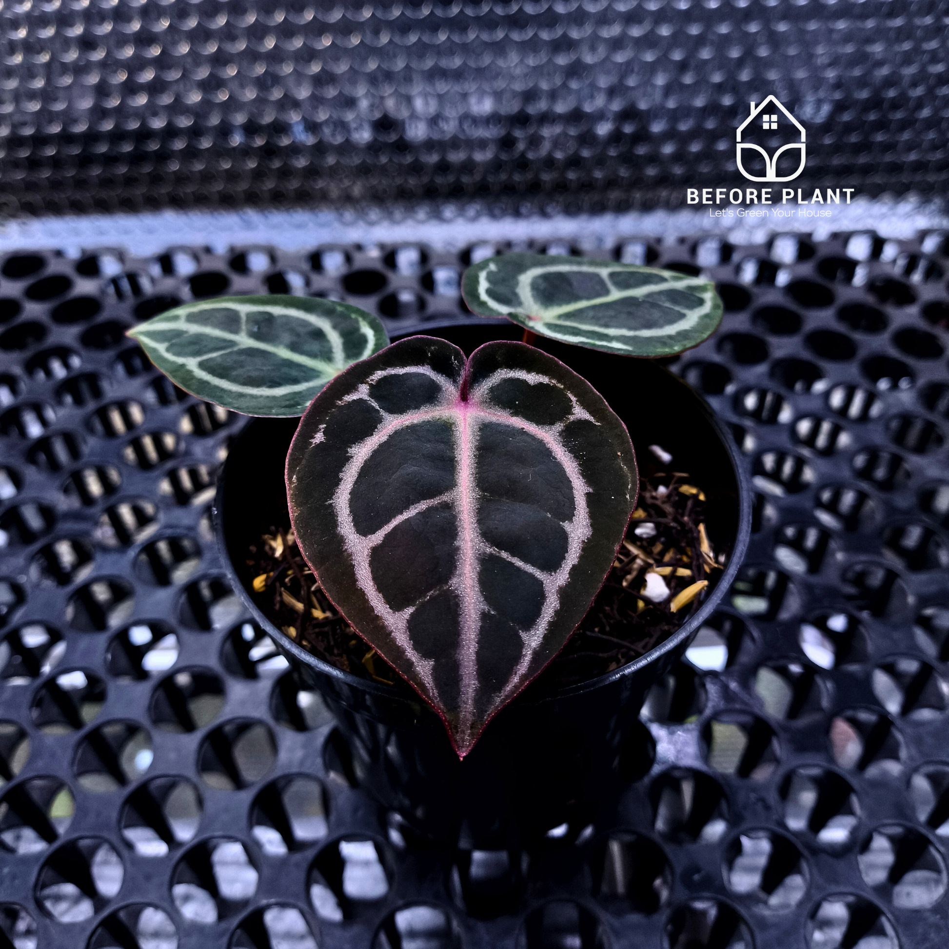 Anthurium Red Tiger