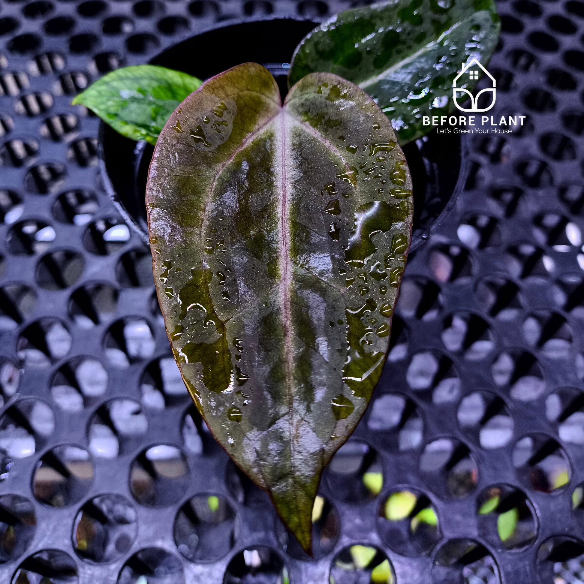 Anthurium ( Dark Handsome x Red Velvet Cake) X Black Venom