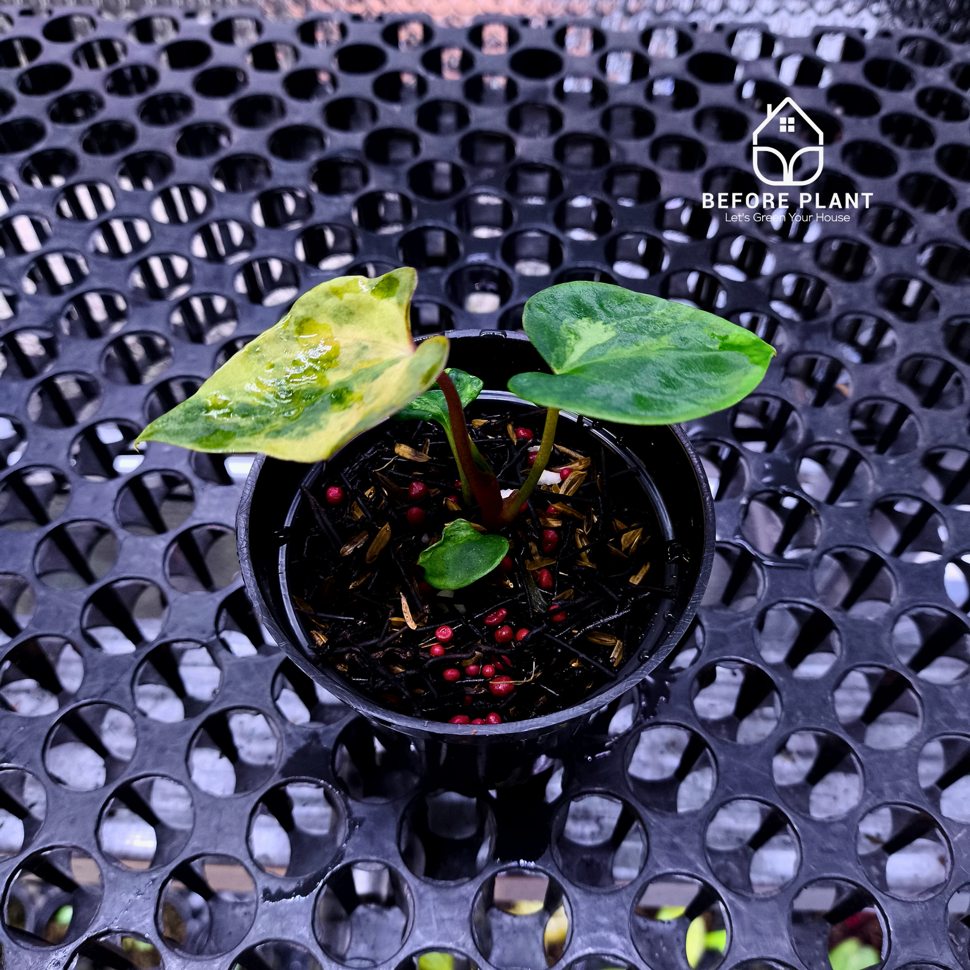 Anthurium Papi Variegated x Gunayala