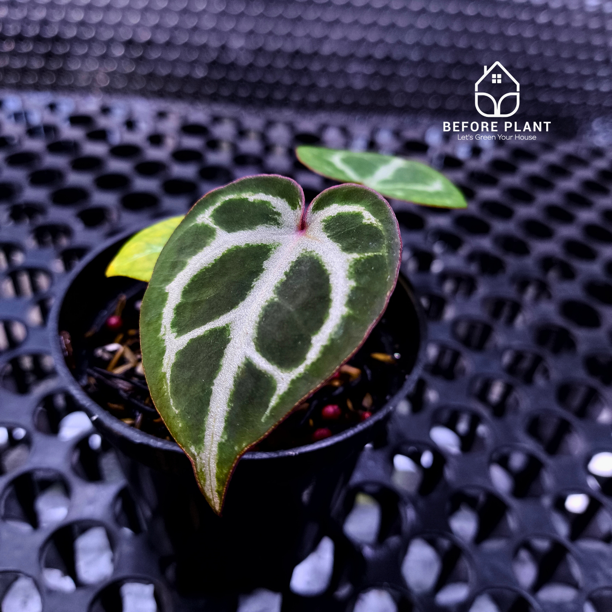 Anthurium Michelle X ( Silver Blush x (King of spades x Red Crystal) )