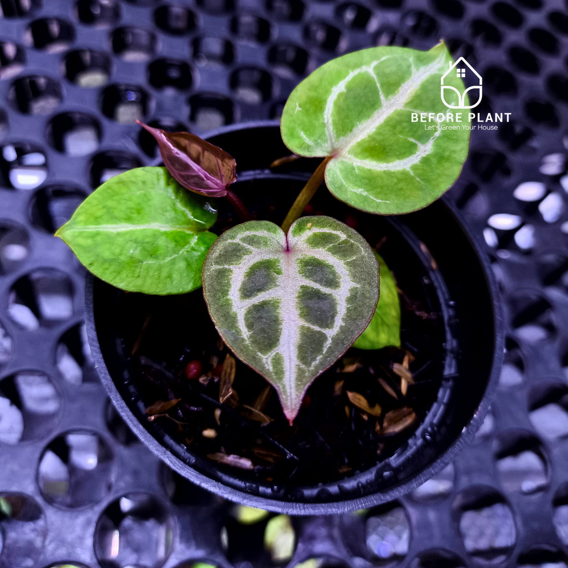 Anthurium Michelle X ( Silver Blush x (King of spades x Red Crystal) )