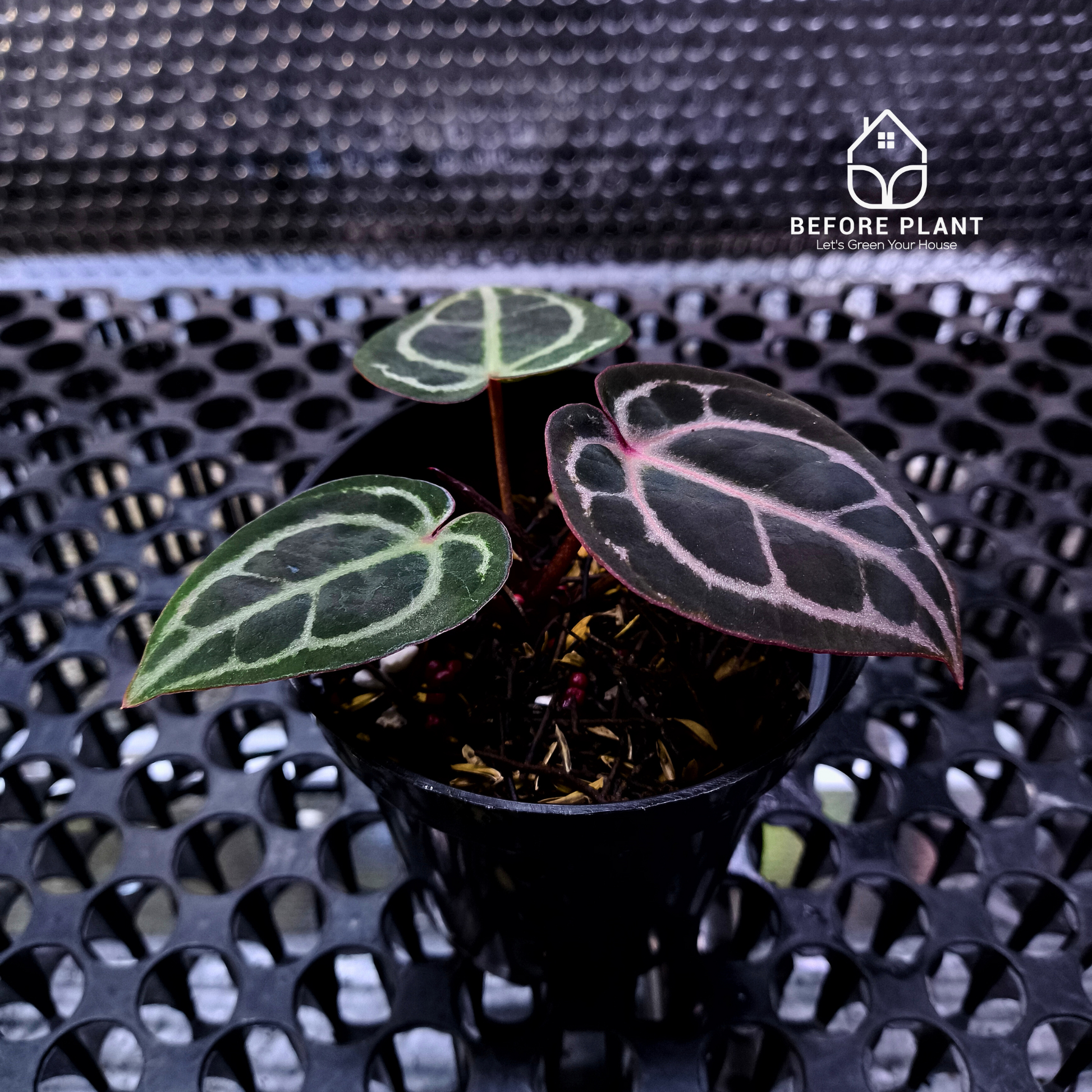 Anthurium Red Tiger