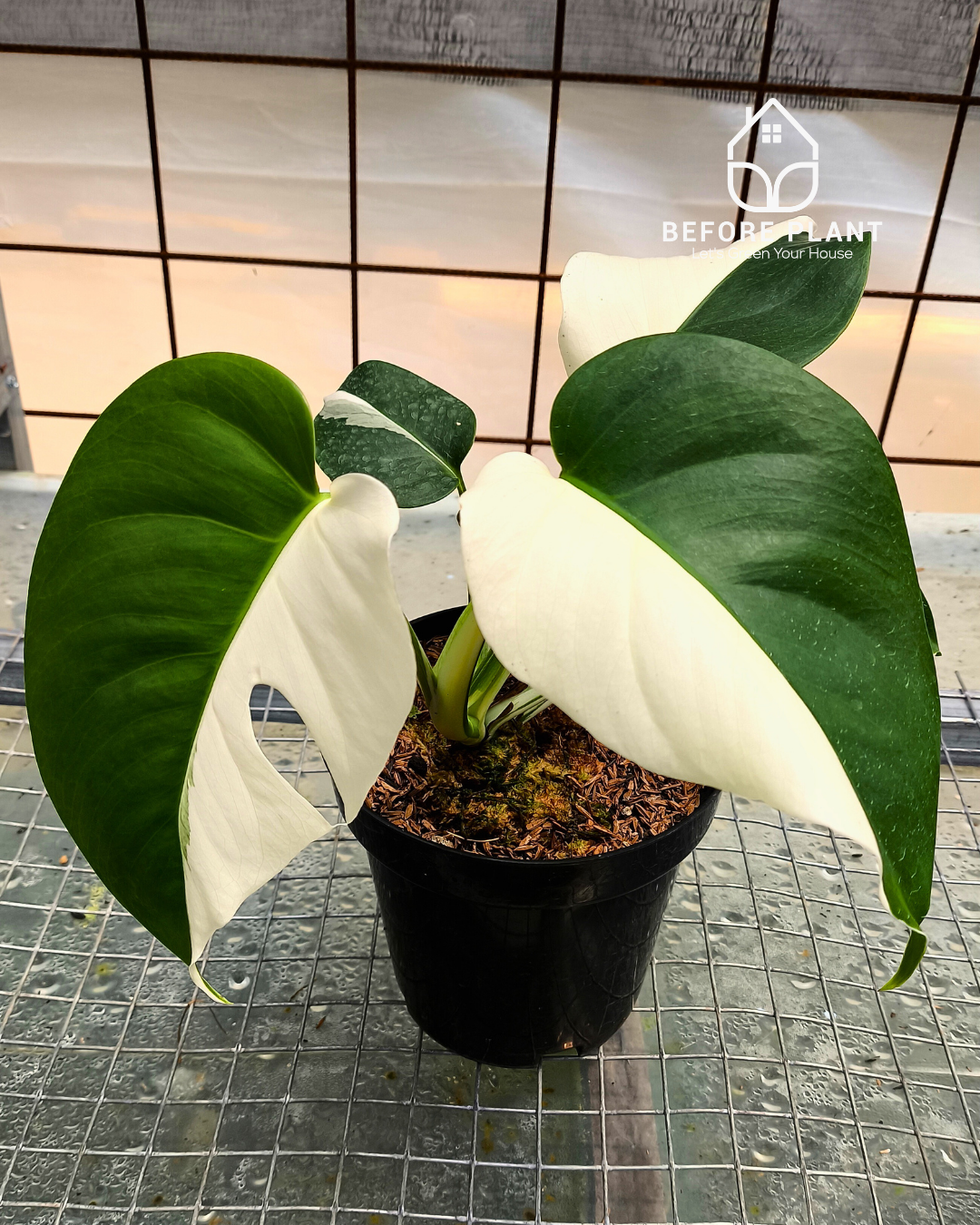 monstera deliciosa borsigiana variegata Monstera Borsigiana Variegated – Beforeplant