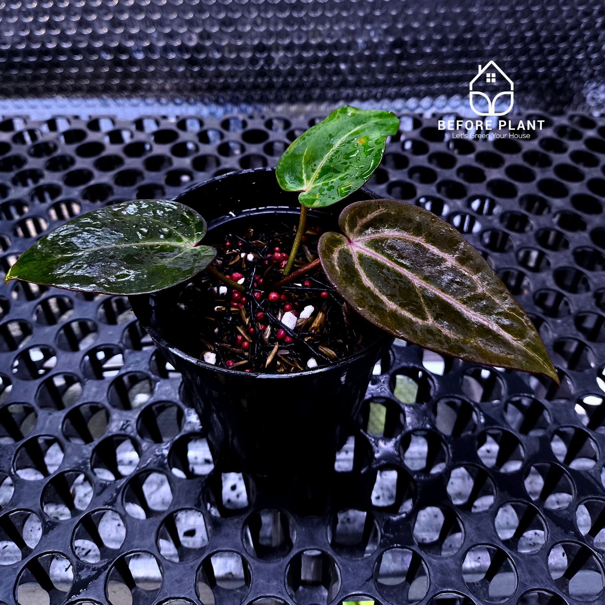 Anthurium ( Dark Handsome x Red Velvet Cake) X Black Venom