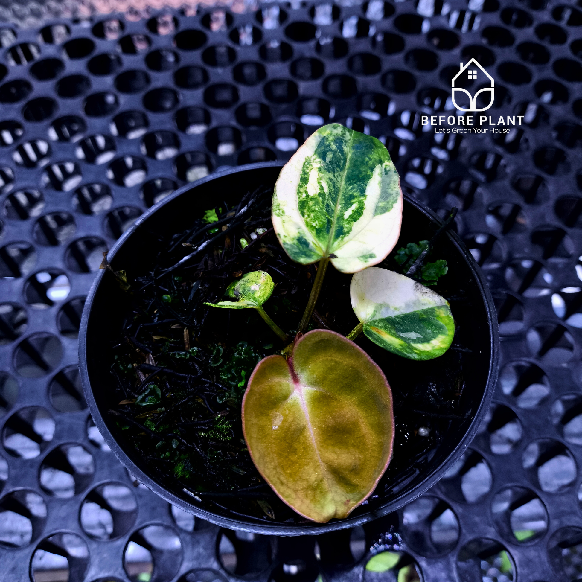 Anthurium Papi Variegated x Carla AU1