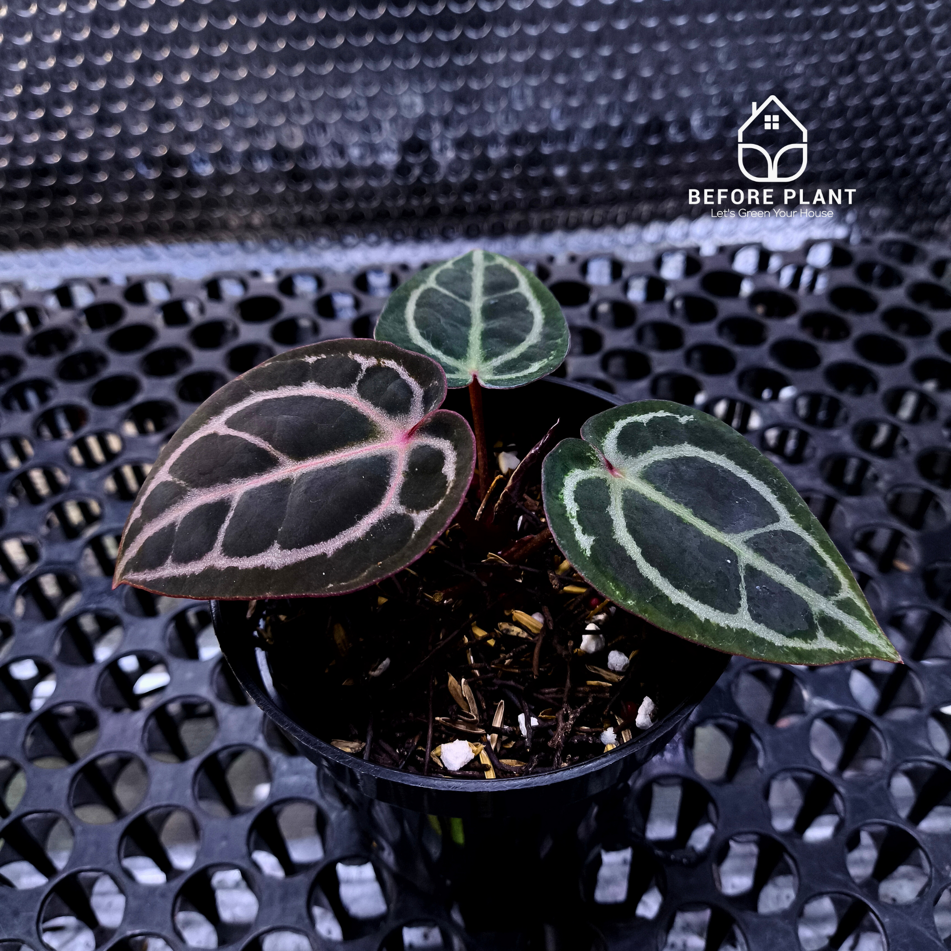 Anthurium Red Tiger