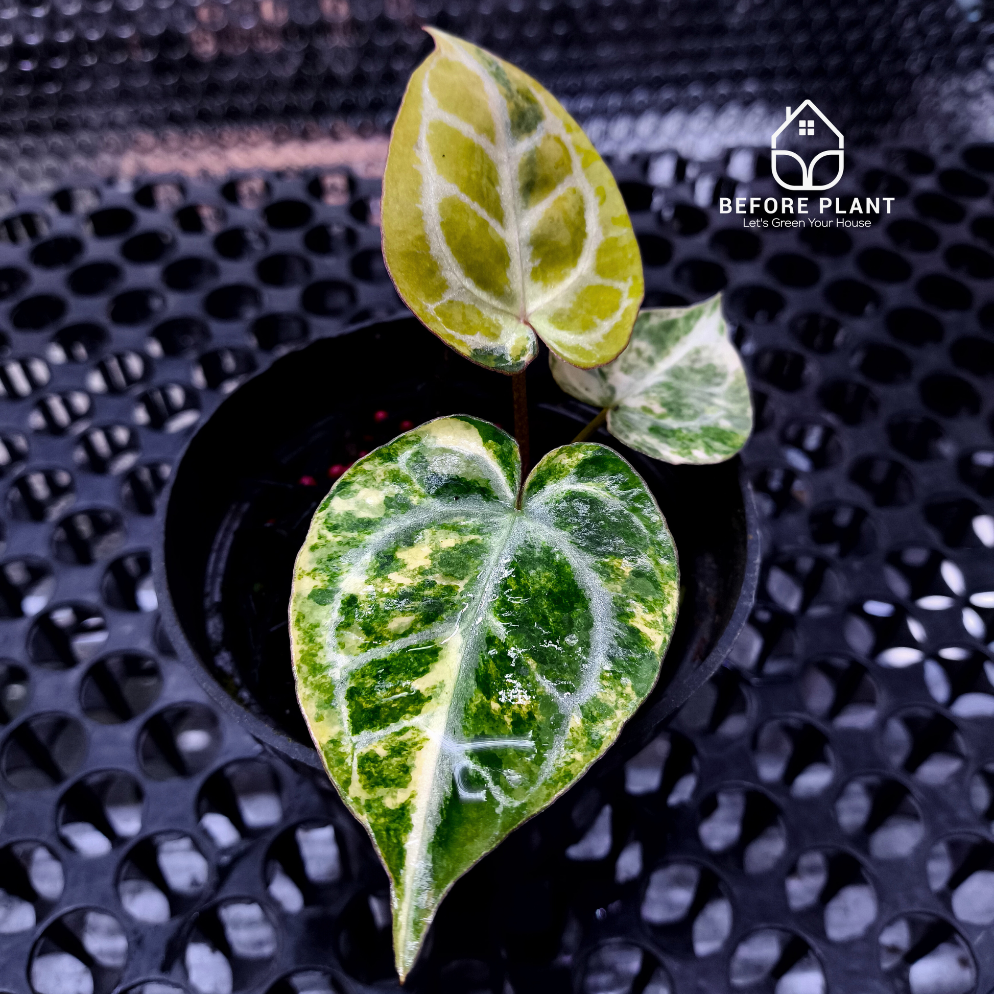 Anthurium Red Space x Hell Boy