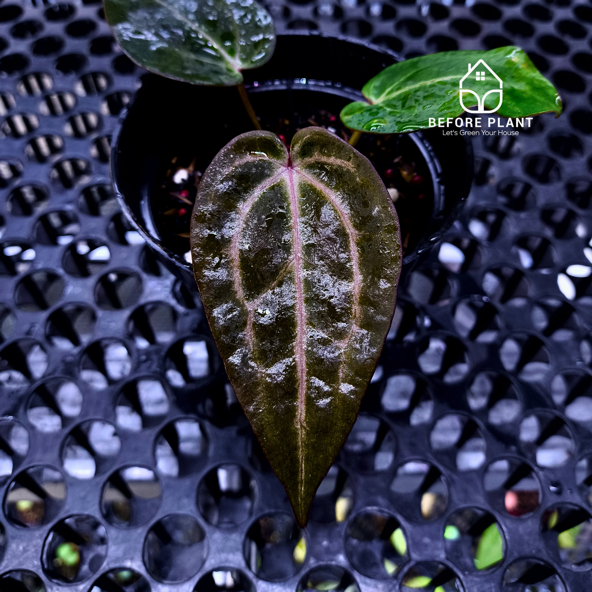 Anthurium ( Dark Handsome x Red Velvet Cake) X Black Venom