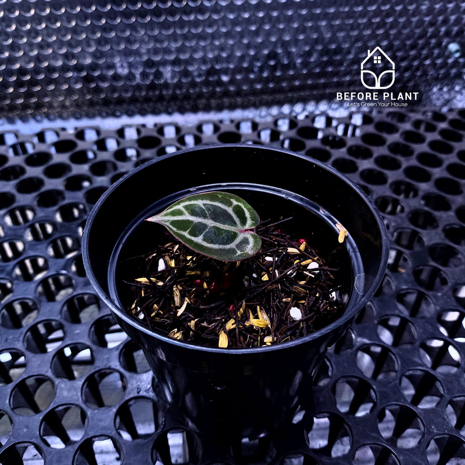 Anthurium Red Tiger