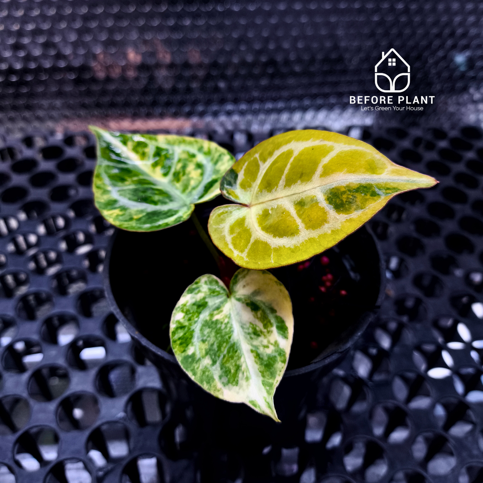 Anthurium Red Space x Hell Boy