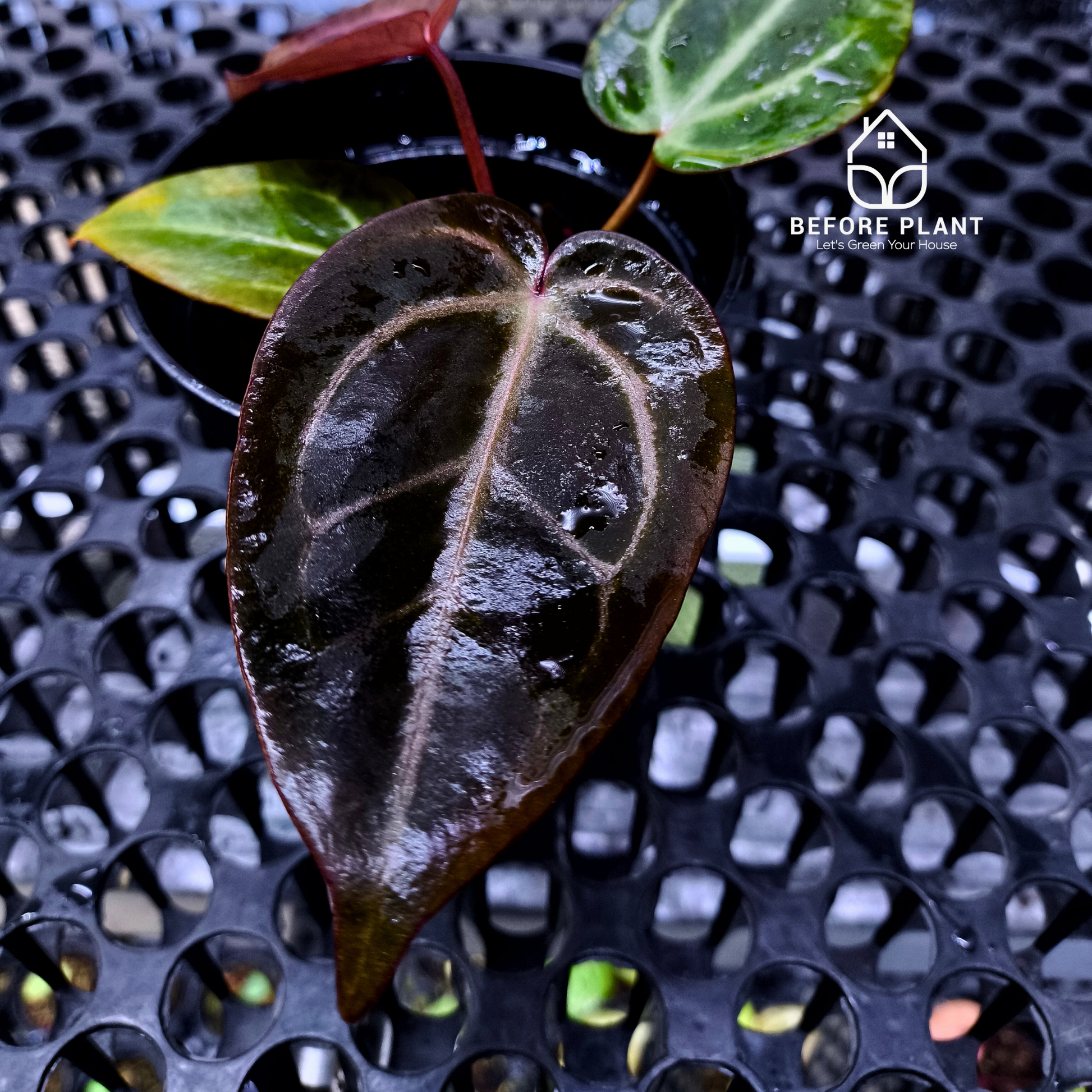 Anthurium ( Dark Handsome x Red Velvet Cake ) x Michelle Variegated
