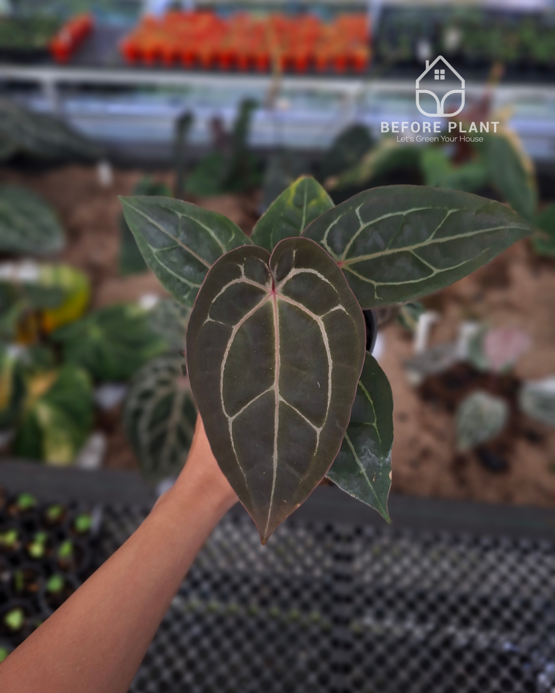 Anthurium Michelle X Indigo – Beforeplant