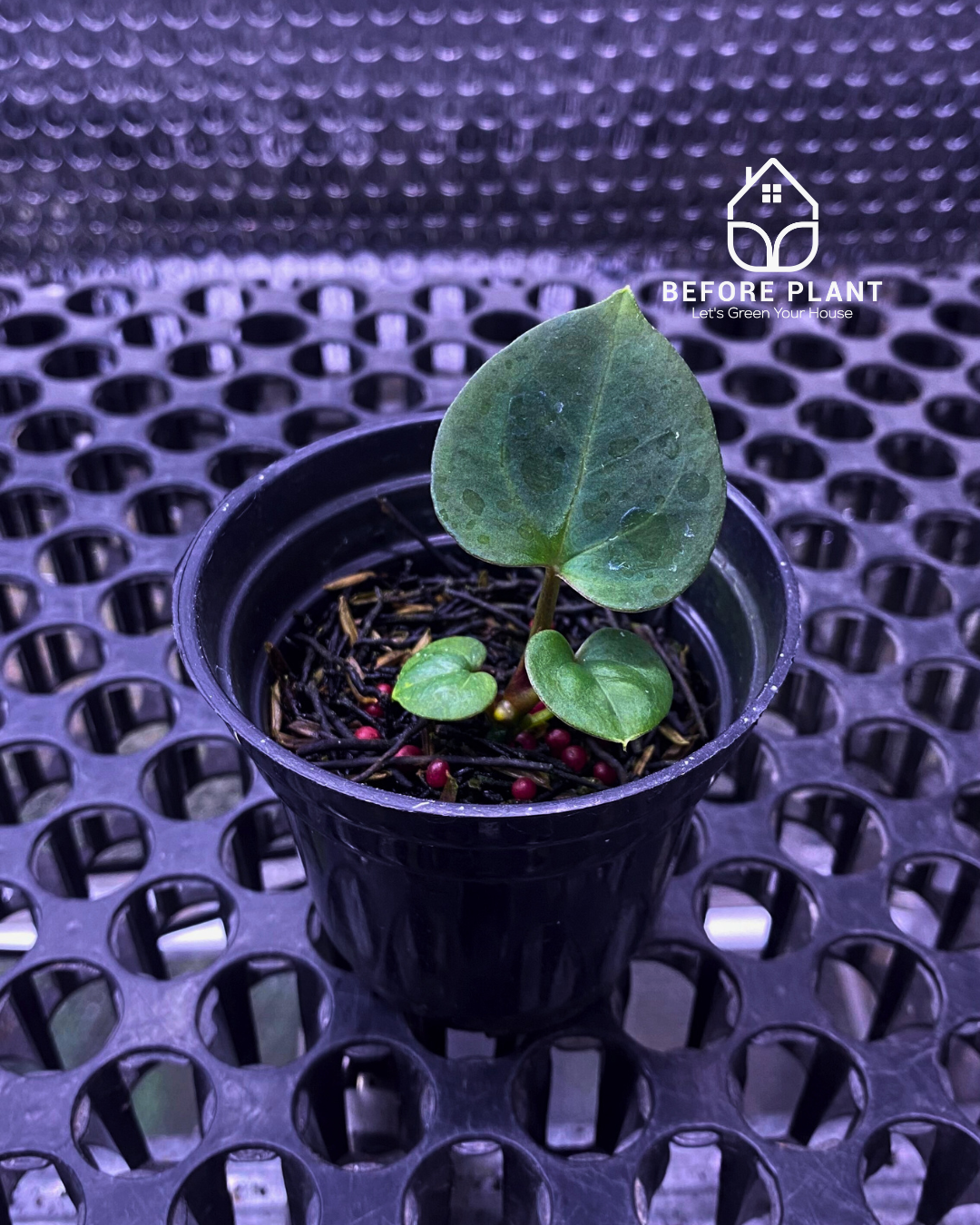 anthurium king of spades Anthurium King of Spades (HU) Seedling – Beforeplant