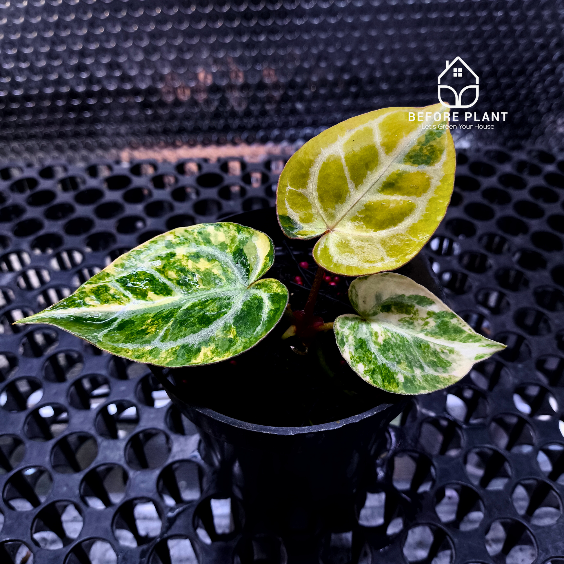 Anthurium Red Space x Hell Boy