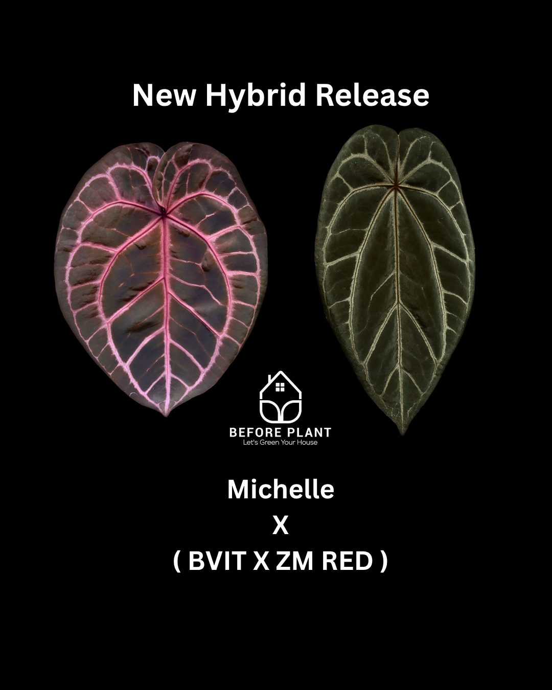 anthurium modificado geneticamente Anthurium Michelle X BVIT ZM RED – Beforeplant