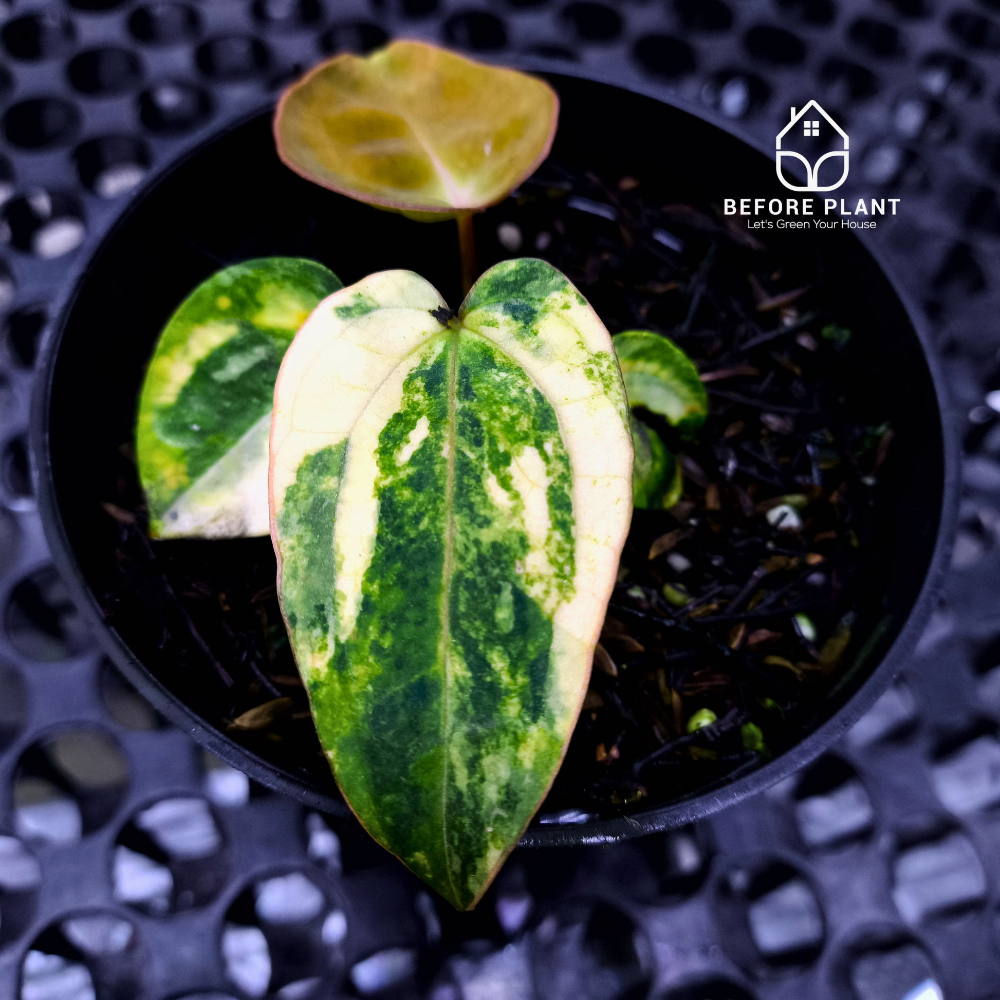 Anthurium Papi Variegated x Carla AU1