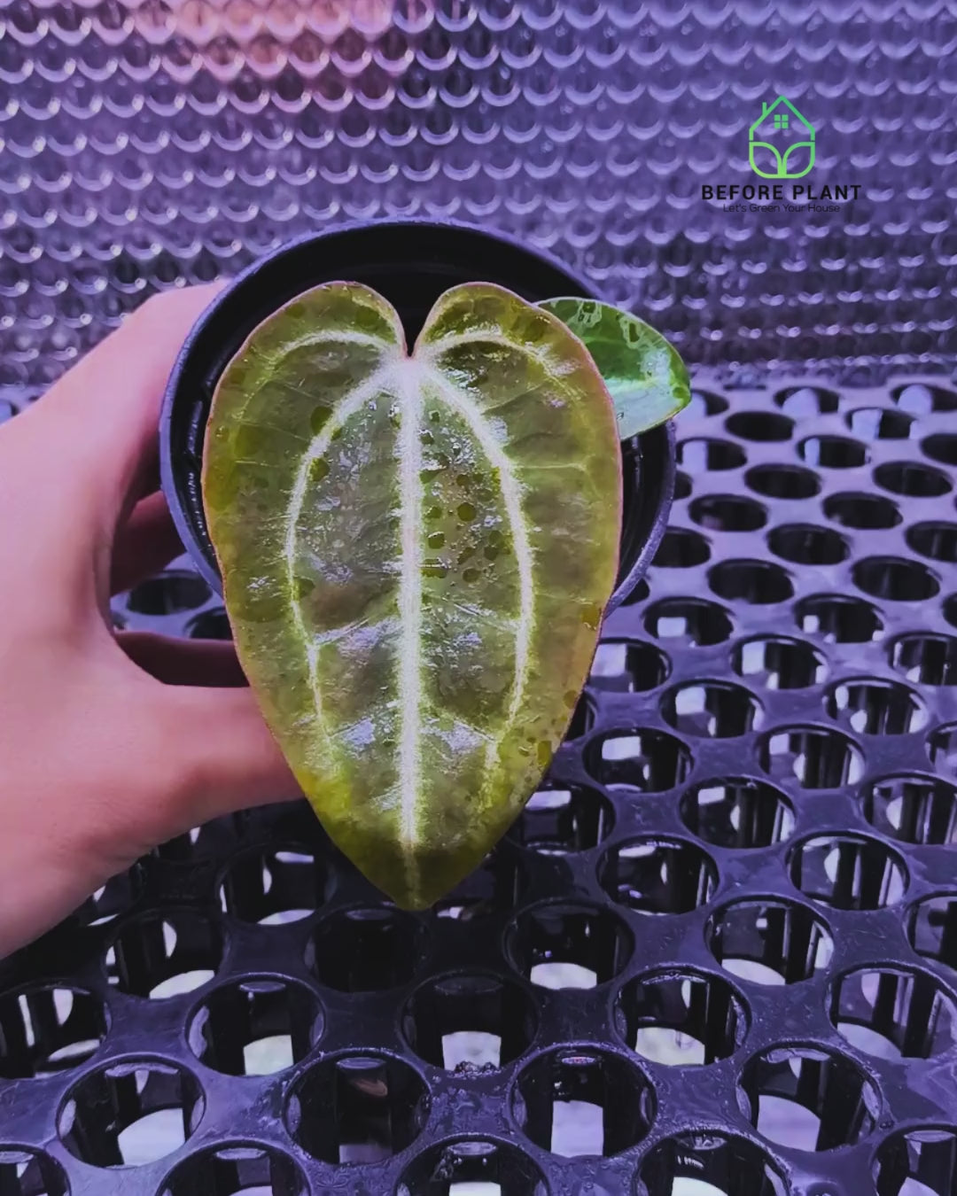 Anthurium ( Dark Handsome x Red Velvet Cake) X Black Venom