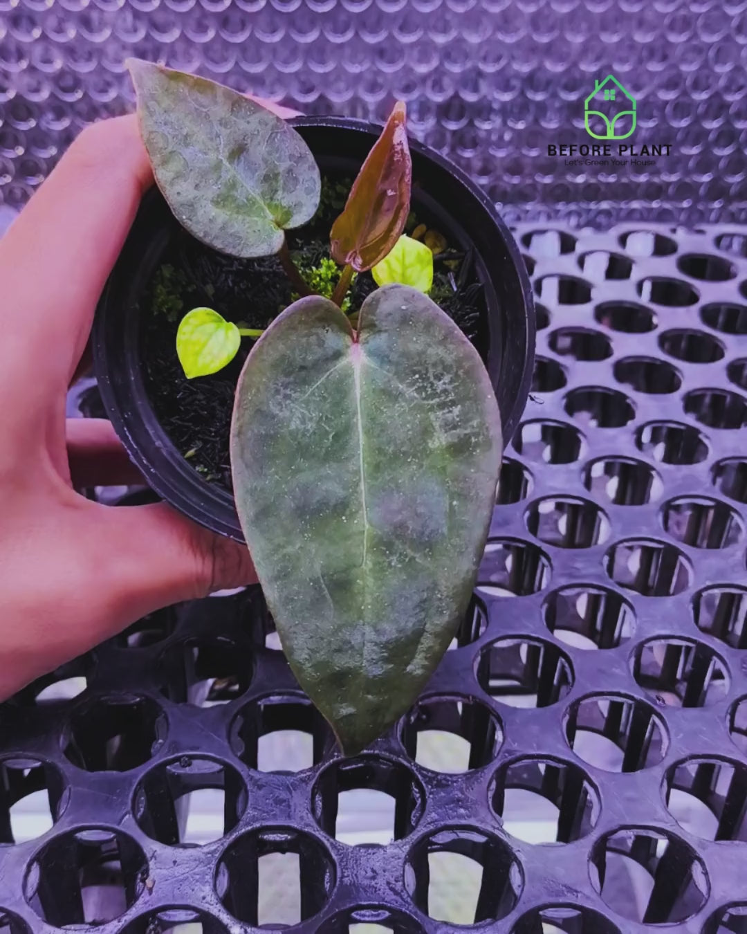 Anthurium Dark Handsome X Black Muscle