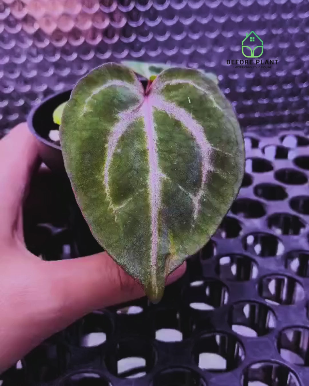 Anthurium Michelle X BVIT ZM RED