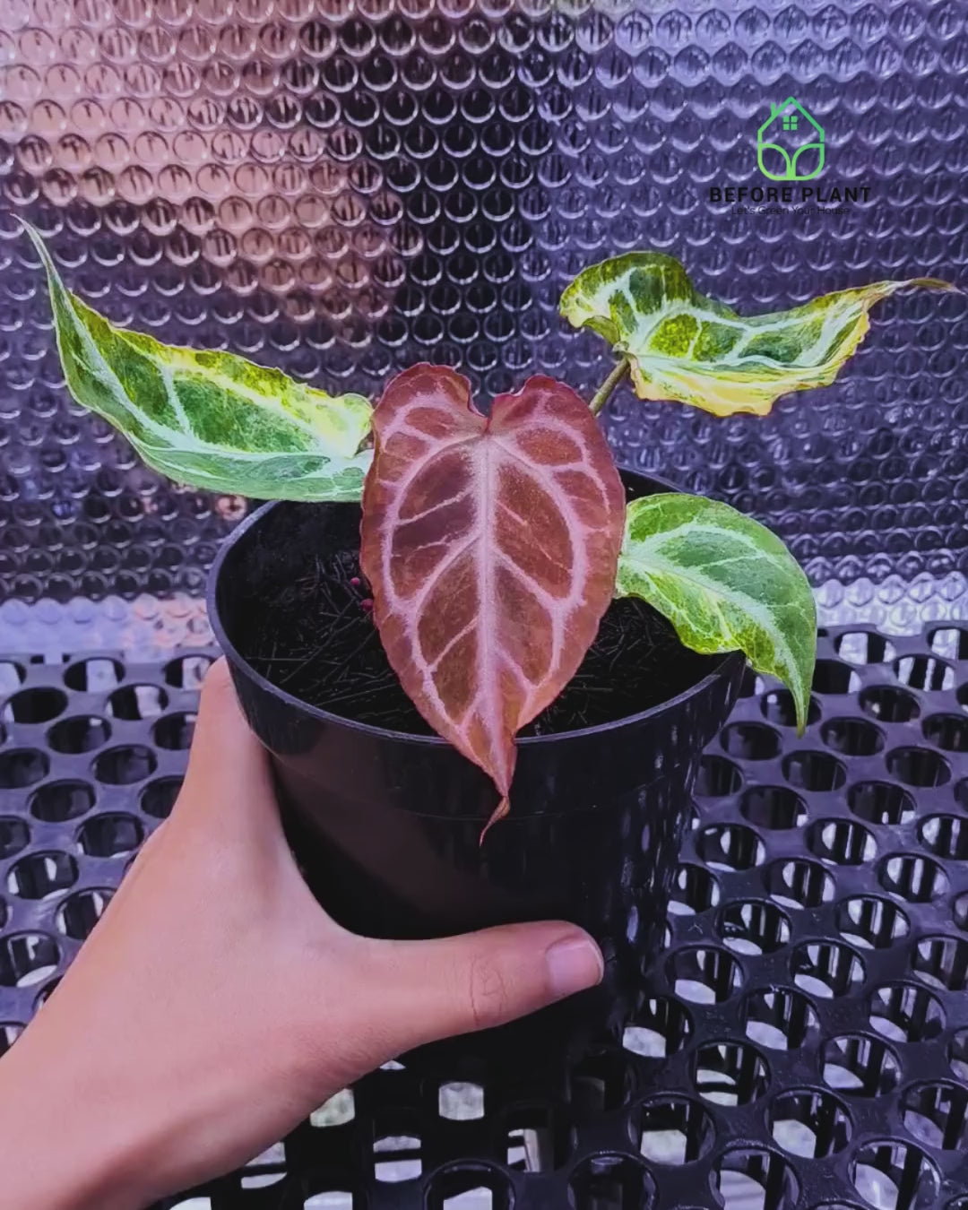 Anthurium Silver Tail Variegated