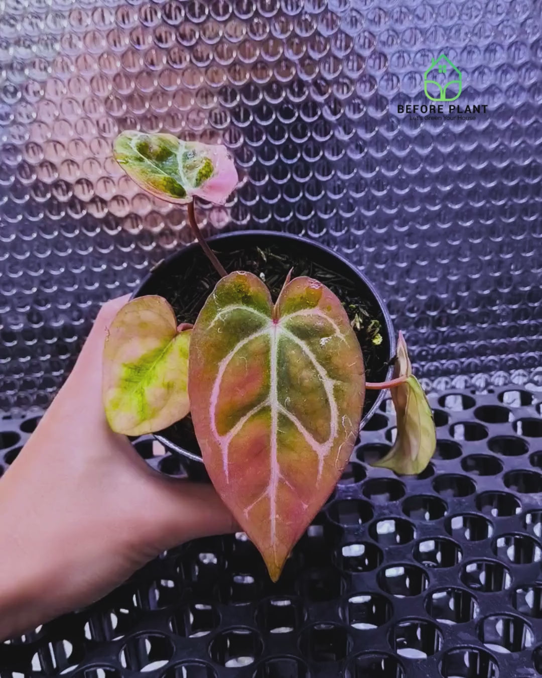 Anthurium Papi Variegated x Carla