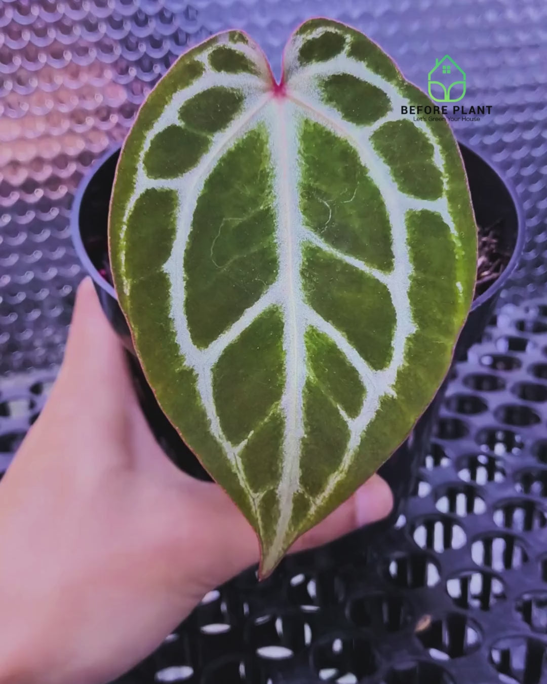 Anthurium Red Tiger
