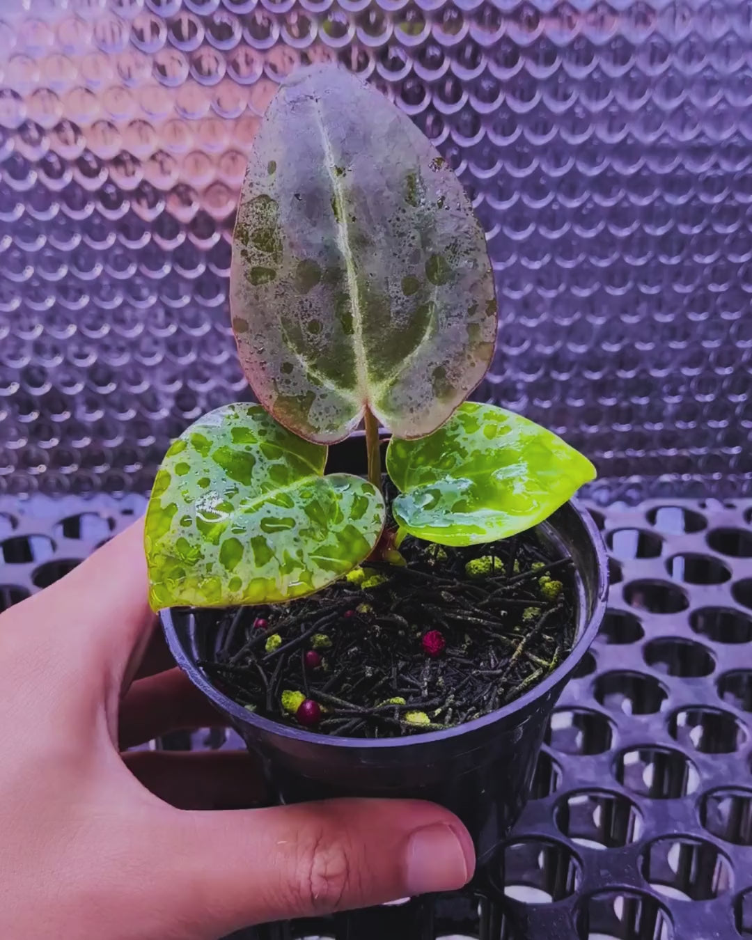 Anthurium ( Dark Handsome x Red Velvet Cake) X Black Venom