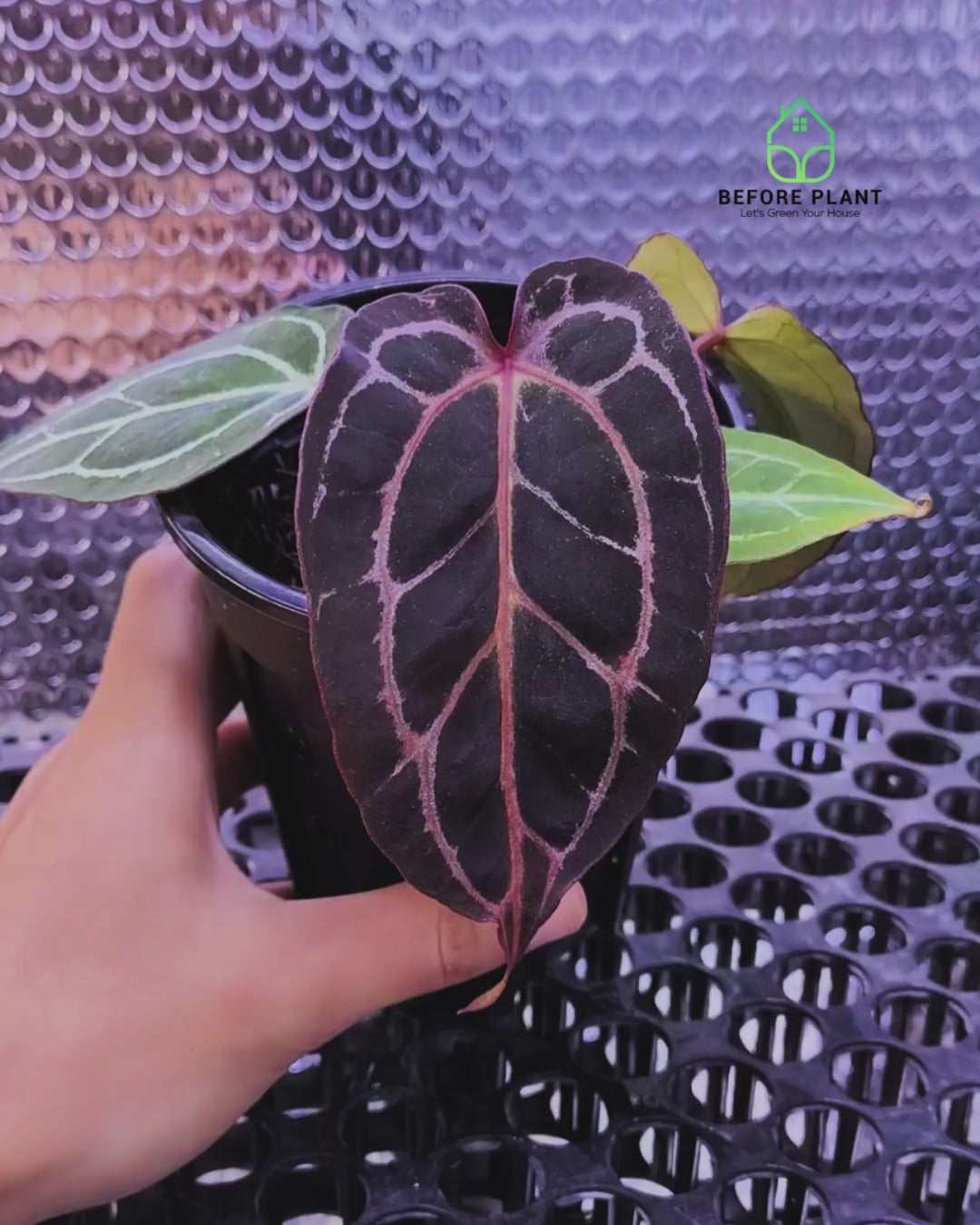 Anthurium Red Tiger