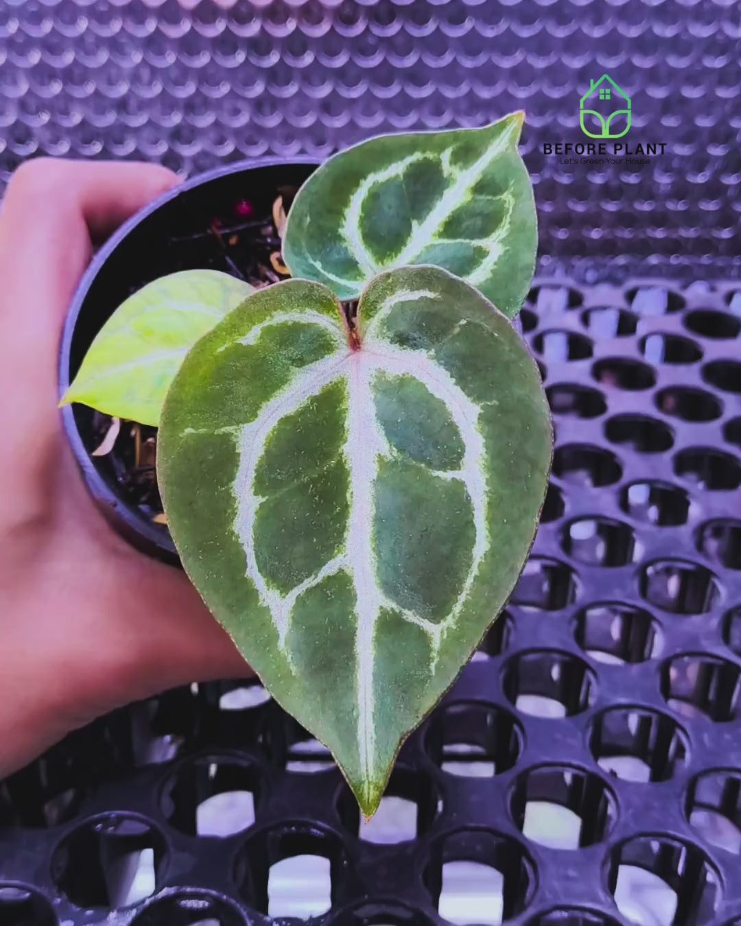 Anthurium Michelle X ( Silver Blush x (King of spades x Red Crystal) )