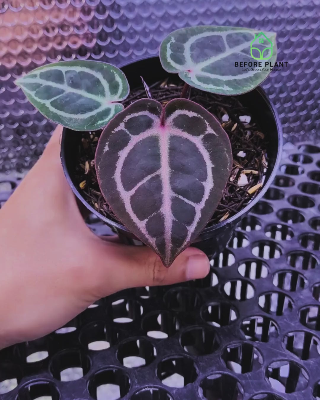 Anthurium Red Tiger