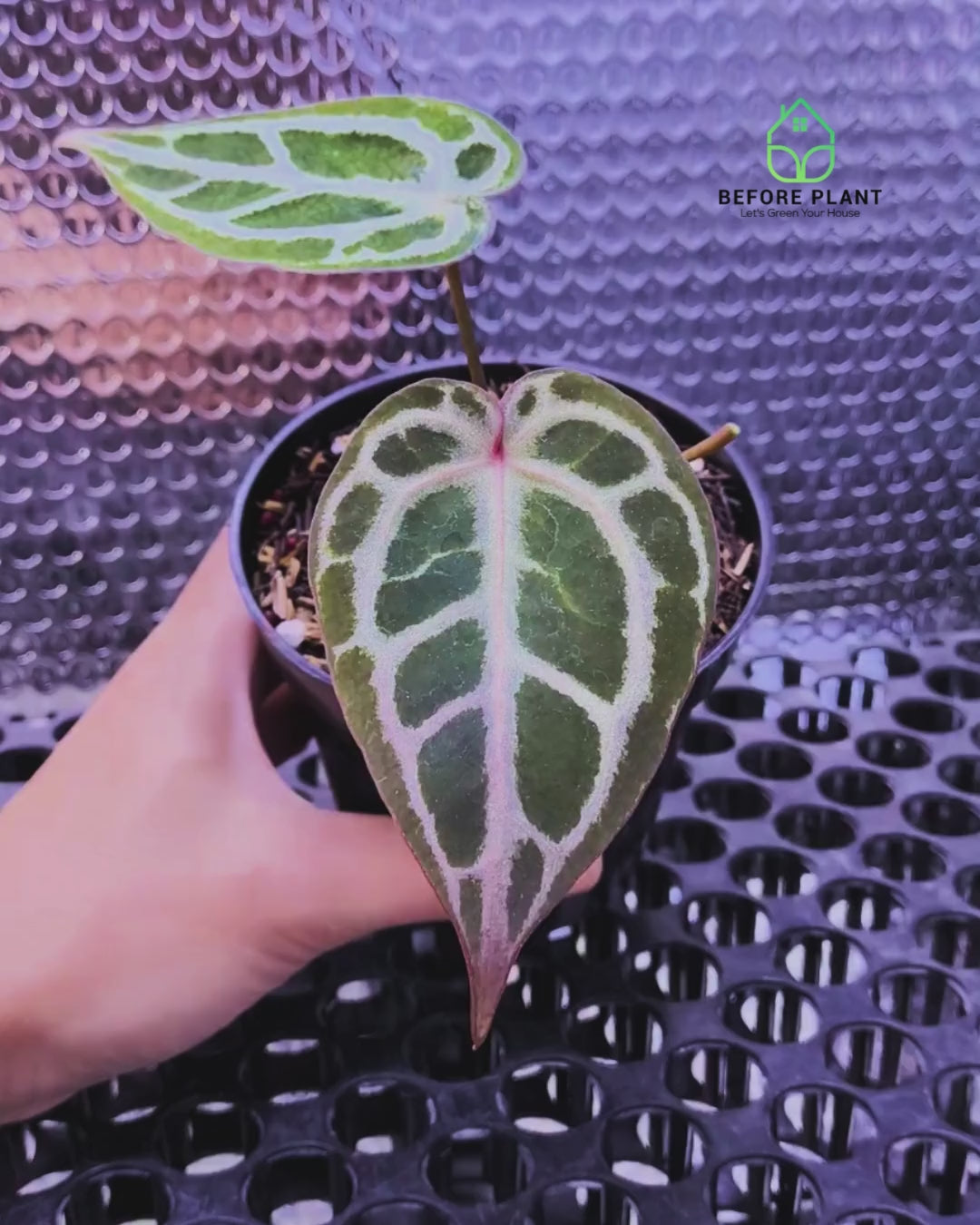 Anthurium Red Tiger