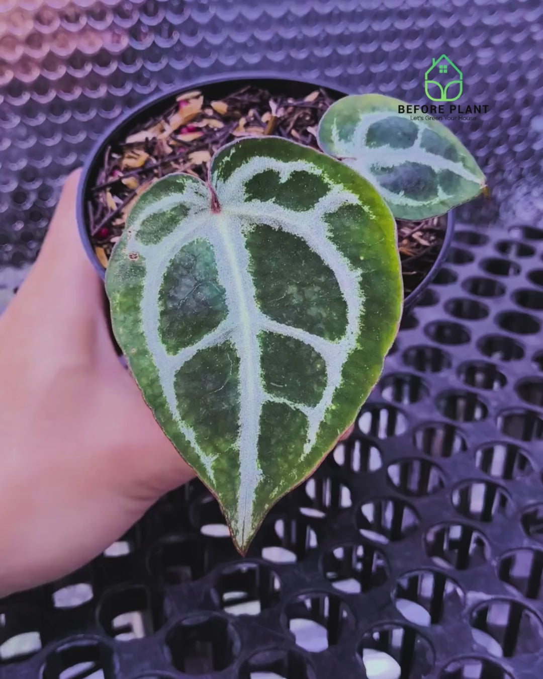 Anthurium Red Tiger