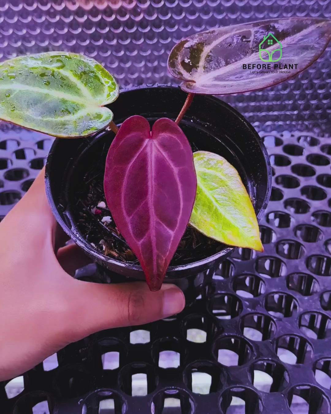 Anthurium ( Dark Handsome x Red Velvet Cake ) x Michelle Variegated