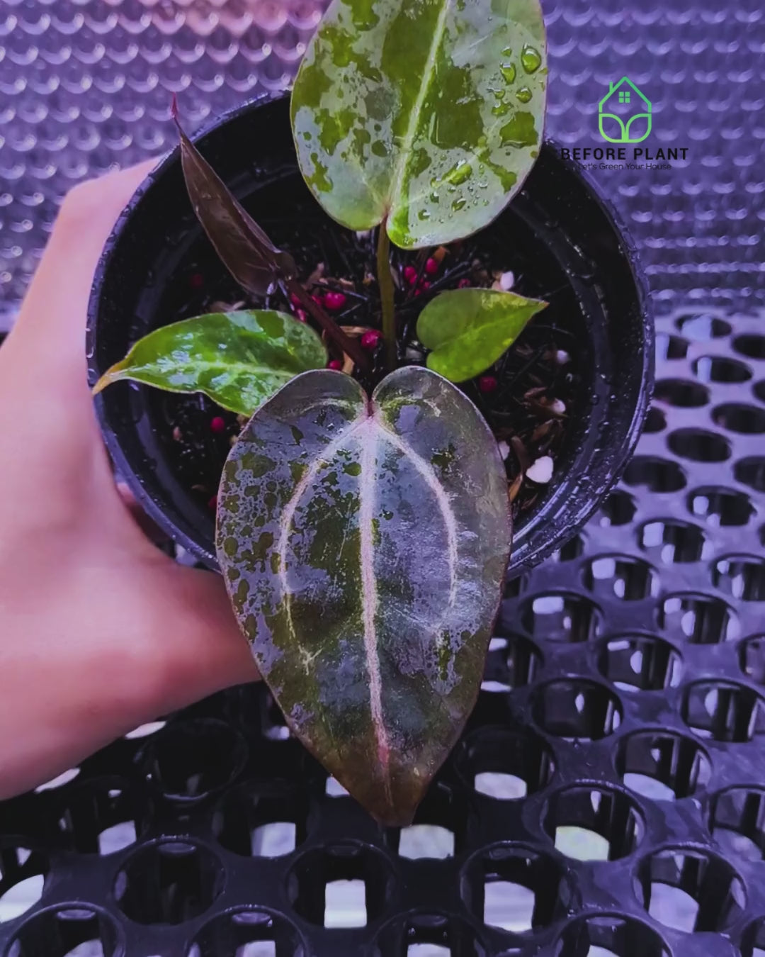 Anthurium ( Dark Handsome x Red Velvet Cake ) x Michelle Variegated