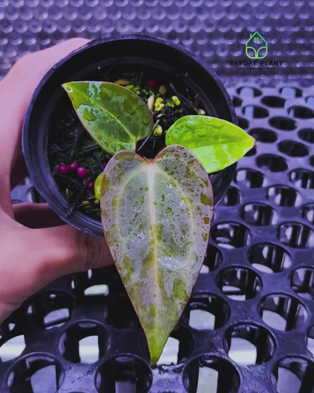 Anthurium ( Dark Handsome x Red Velvet Cake) X Black Venom