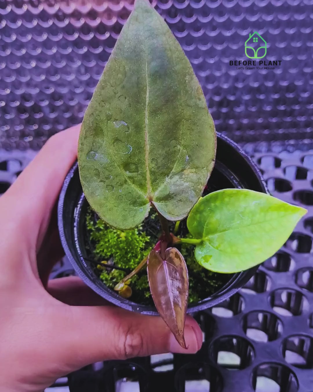 Anthurium Dark Handsome X Black Muscle