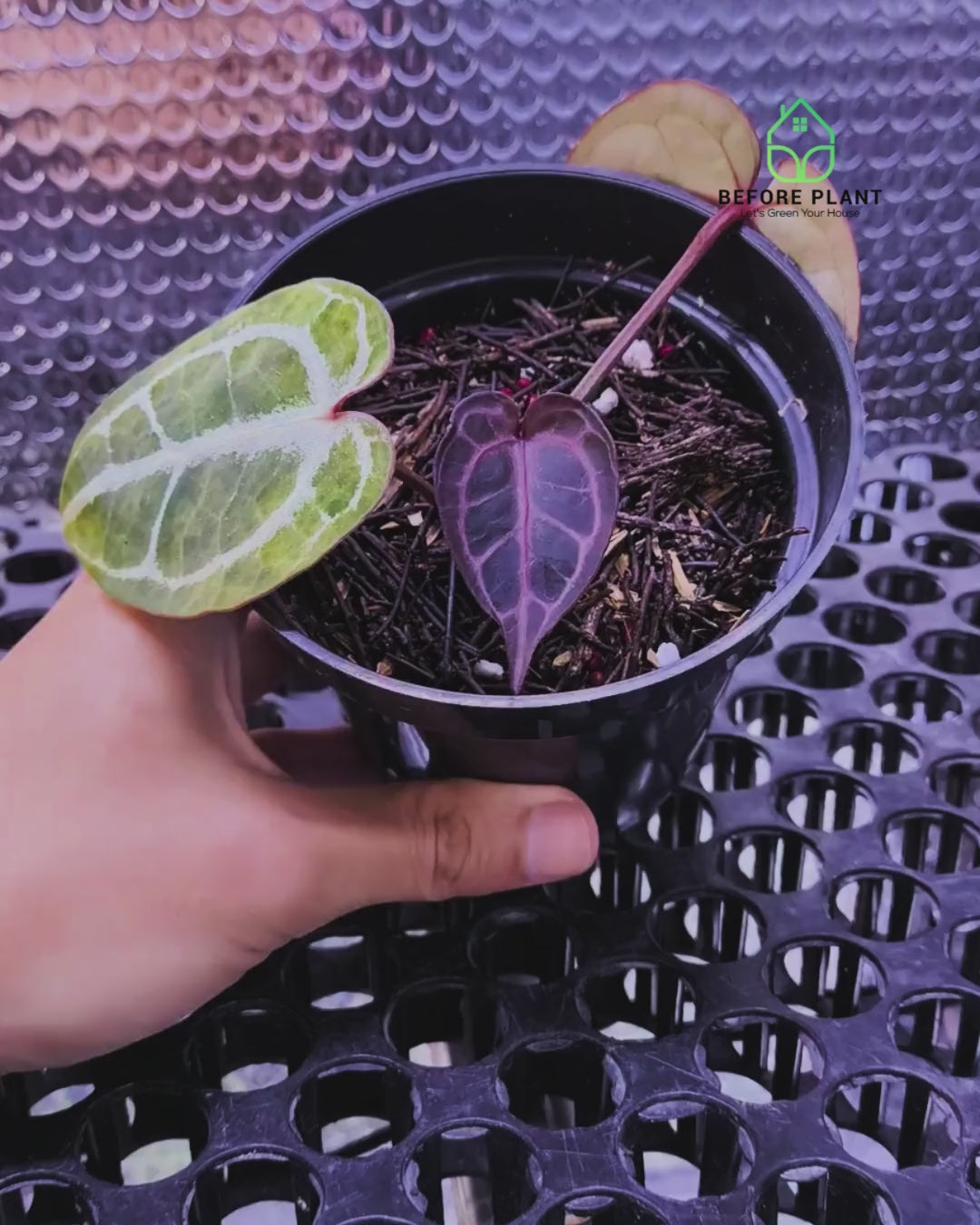 Anthurium Red Tiger