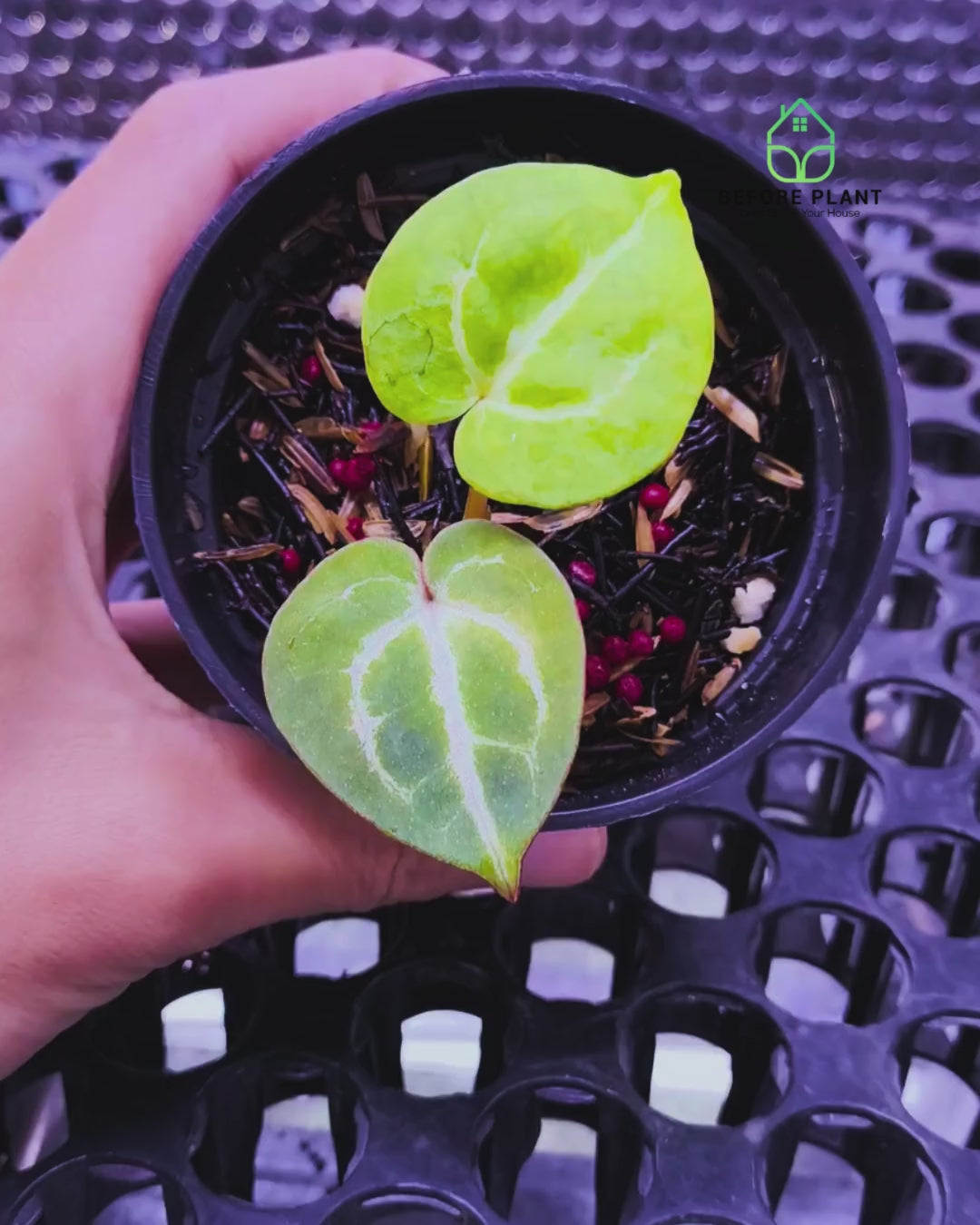 Anthurium Michelle X ( Silver Blush x (King of spades x Red Crystal) )