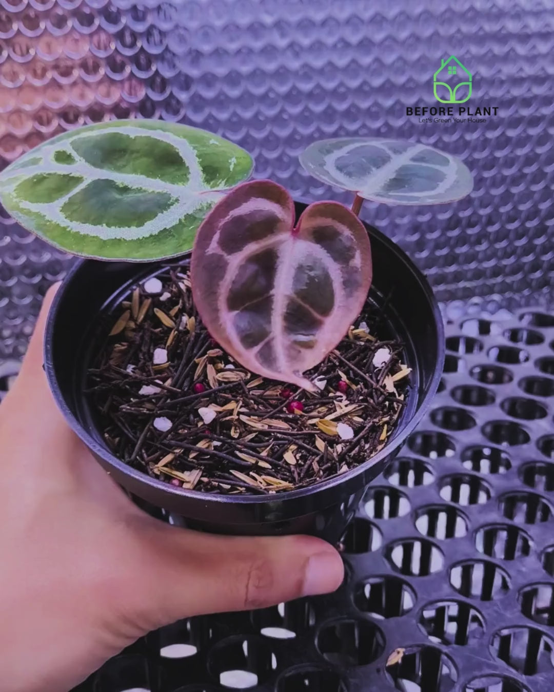 Anthurium Red Tiger